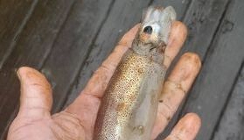 Cierran la pesca del calamar ante la aparición de ejemplares juveniles 