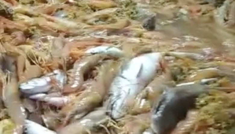 El Consejo anunció el cierre de la pesca de langostino al norte