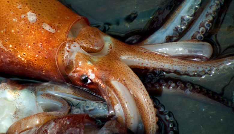 El INIDEP evalúa reclutas del stock bonaerense-norpatagónico del calamar argentino