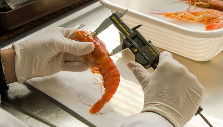 Buenas noticias sobre el langostino: Proyectan una temporada 2025 estable