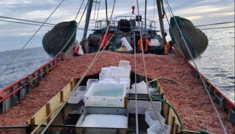 El 28 de mayo comienza la prospección de langostino en aguas nacionales 