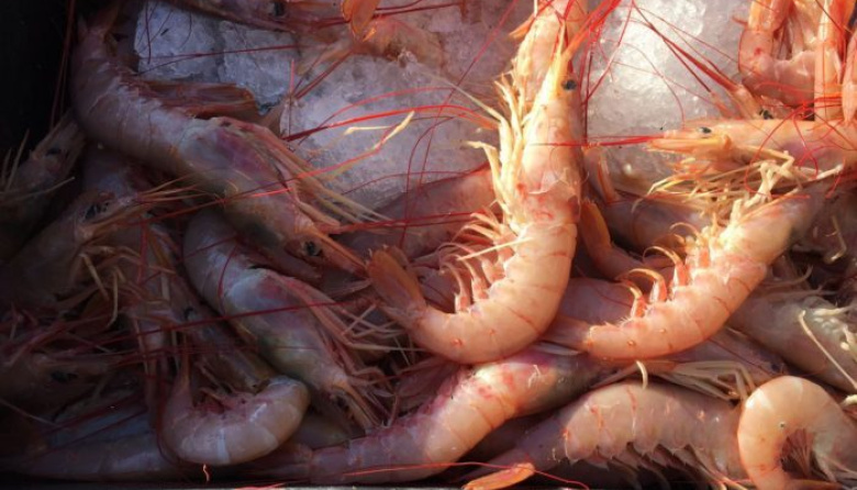 Confirman nueva prospección de langostino en aguas nacionales