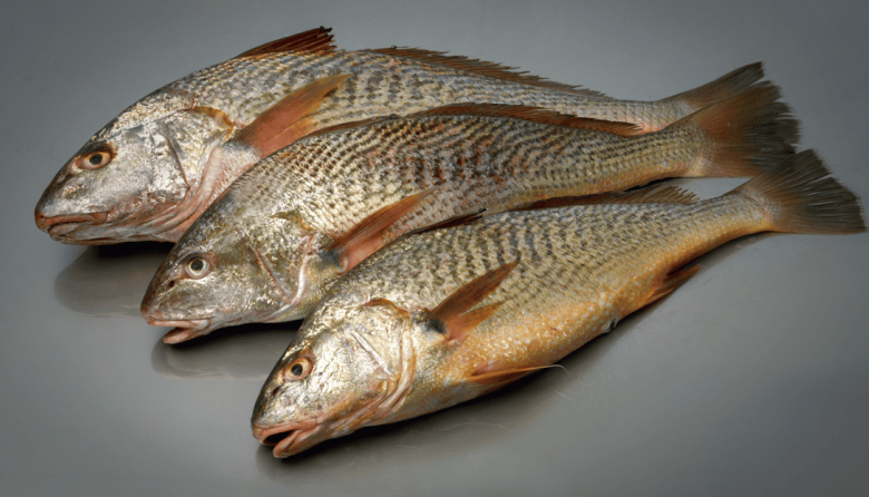 El INIDEP realiza una evaluación invernal de la corvina rubia 