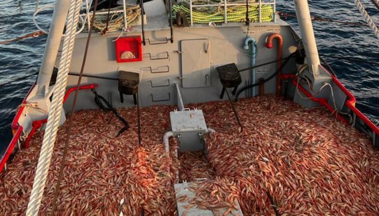 Autorizan duplicar cupos de captura de langostino ante la crisis del sector