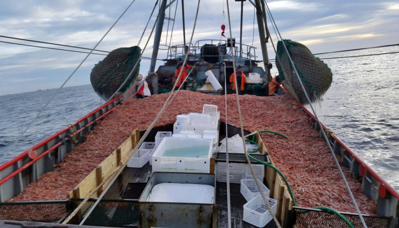Prospección de langostino: Indicadores de alta presencia de merluza en la subárea 15