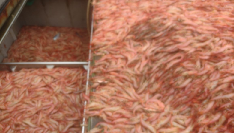 El 10 de octubre finaliza la temporada de langostino en aguas nacionales