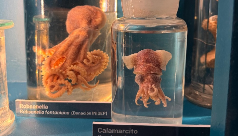 El Museo de Ciencias Naturales de La Plata exhibe muestras de cefalópodos donadas por el INIDEP