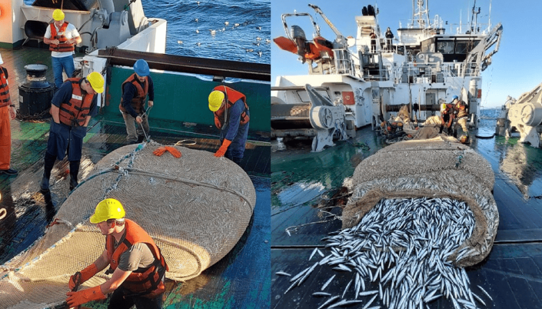 Nueva campaña de evaluación argentino-uruguaya del efectivo norte de anchoíta