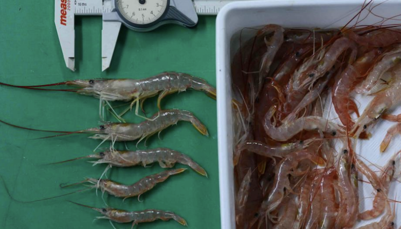 Relevamiento de langostino en el Golfo San Jorge, aguas nacionales y litoral de Chubut