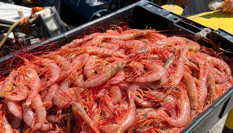 Empesur se suma al procesamiento de langostino fresco