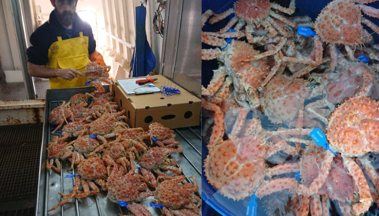 La centolla del Área Central muestra una mejora sostenida y se fijan nuevos límites de captura