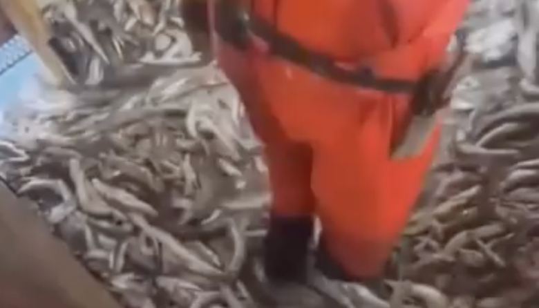 Le sacaron 1000 toneladas de merluza al buque Nddanddu tras denuncias por depredación