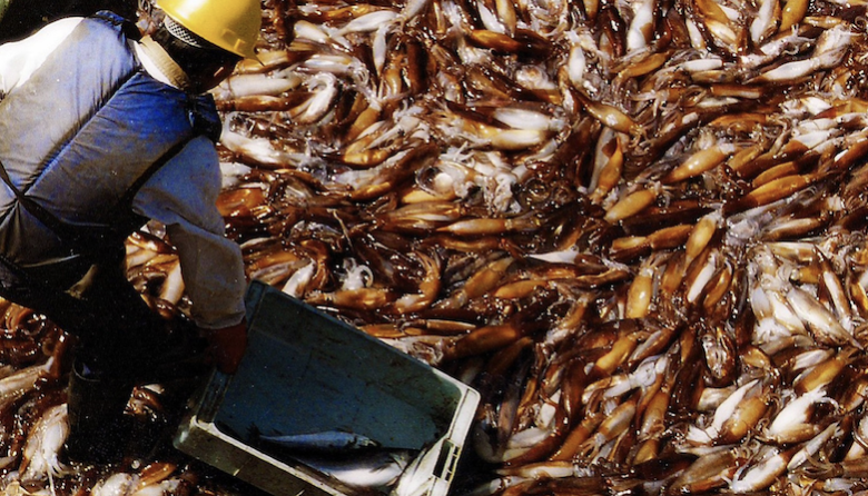 La captura del calamar del primer bimestre de 2026 es récord histórico y ya duplicó la del año anterior