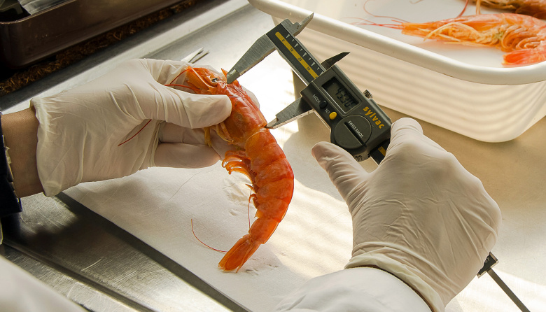 Realizan campaña de evaluación del langostino en el litoral de Chubut, Golfo San Jorge y aguas nacionales adyacentes