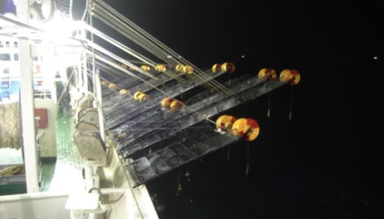 Desmienten mensaje viral sobre el cierre de la zafra del calamar