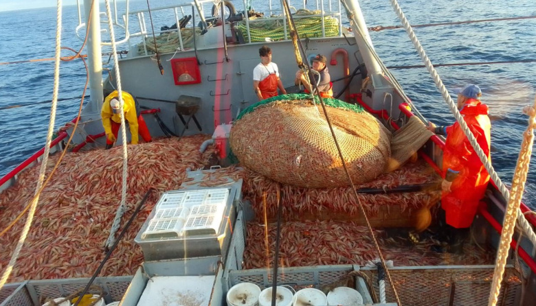 Definieron los buques que participarán de la prospección de langostino en aguas nacionales