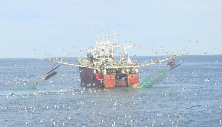 Langostino: cierran tres subáreas de pesca por exceso de captura incidental de merluza