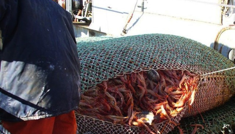 Santa Cruz reclama una cuota social de 50 mil toneladas de langostino