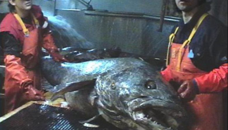La merluza negra del Argenova XXI obtuvo el sello Alimentos Argentinos