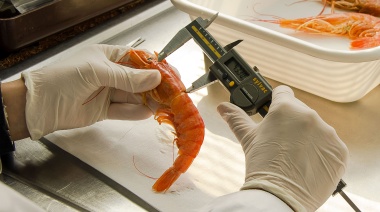 Buenas noticias sobre el langostino: Proyectan una temporada 2025 estable