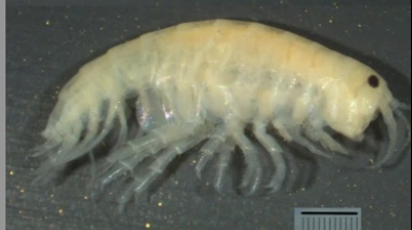 Descubren una nueva especie de crustáceo de agua dulce en Santa Cruz