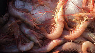 Confirman nueva prospección de langostino en aguas nacionales