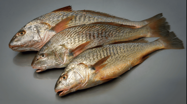 El INIDEP realiza una evaluación invernal de la corvina rubia 