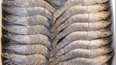 Confirman que algunas empresas se vieron forzadas a importar langostino vannamei por el conflicto con el SOMU