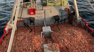 Autorizan duplicar cupos de captura de langostino ante la crisis del sector