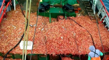 Abren una nueva subárea para la pesca de langostino en aguas nacionales