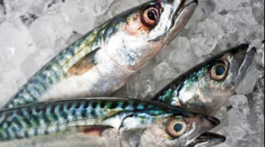 Santa Cruz recibe asignación de 850 toneladas de merluza de la Reserva Social para 2025