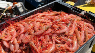 Empesur se suma al procesamiento de langostino fresco