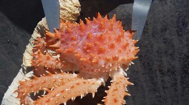 Amplían hacia el sur el área habilitada para la pesca de centolla en la temporada 2025-2026