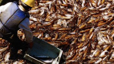 La captura del calamar del primer bimestre de 2026 es récord histórico y ya duplicó la del año anterior