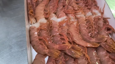 El Consejo Federal Pesquero dio luz verde al aumento del procesamiento de colas de langostino a bordo