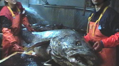 La merluza negra del Argenova XXI obtuvo el sello Alimentos Argentinos