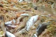 El Consejo anunció el cierre de la pesca de langostino al norte