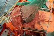 Chubut suspende la pesca de langostino en zonas clave por una semana