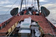 Santa Cruz confirmó la prospección de langostino en el golfo San Jorge