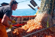 Santa Cruz inicia la prospección de langostino en el Golfo San Jorge y avanza en la negociación para asegurar la descarga 30 mil toneladas en Deseado