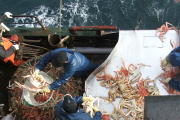 Autorizan aumento en el cupo de captura de centolla para el buque Chiyo Maru Nº3