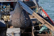 Estudio del Inidep revela que no sería conveniente una apertura del golfo San Jorge para la pesca de langostino 