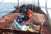 Chubut cierra la pesca de langostino en aguas provinciales