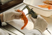 Buenas noticias sobre el langostino: Proyectan una temporada 2025 estable