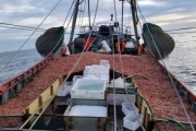 El 28 de mayo comienza la prospección de langostino en aguas nacionales 