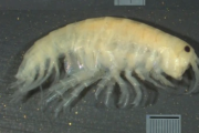 Descubren una nueva especie de crustáceo de agua dulce en Santa Cruz