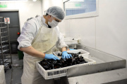 Tierra del Fuego exporta centollón procesado y afianza su matriz productiva