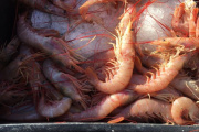 Confirman nueva prospección de langostino en aguas nacionales