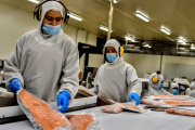 Salmonicultura vetada en Tierra del Fuego: una industria con potencial millonario que sigue del otro lado del Beagle