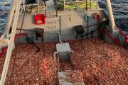 Autorizan duplicar cupos de captura de langostino ante la crisis del sector